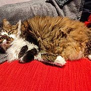 Daisy participe au concours pour gagner de l'argent avec cette photo : animal, cat, cozy, cute, domestic_cat, feline, fluffy, fur, gray_blanket, green_eyes, household, indoor, laying_down, pet, red_couch, relaxed, resting, tabby, whiskers, white_paws