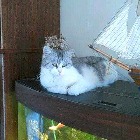 Chipie