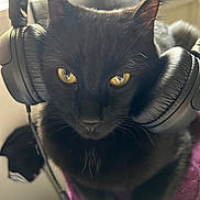 Mimi participe au concours pour gagner de l'argent avec cette photo : animal, black_cat, cat, close_up, cozy, cute, domestic_animal, ears, feline, fur, headphones, indoor, looking_at_camera, pet, portrait, purple_blanket, relaxed, technology, whiskers, yellow_eyes