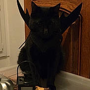 Mimi participe au concours pour gagner de l'argent avec cette photo : black_cat, cat, halloween, costume, devil_wings, lantern, spider_symbol, broomstick, jack_o_lantern, pumpkin, table, wooden_cabinet, indoor, decorations, black_fur, pet, cute, animal, dark, spooky