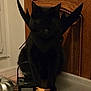 black_cat, cat, halloween, costume, devil_wings, lantern, spider_symbol, broomstick, jack_o_lantern, pumpkin, table, wooden_cabinet, indoor, decorations, black_fur, pet, cute, animal, dark, spooky