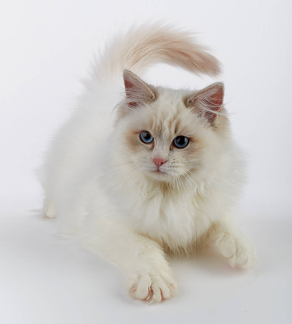 Snow Ball is registered to the contest to win money with this photo: birman, british_longhair, carnivore, cat, claw, fashion_accessory, felidae, fur, paw, photo_caption, ragdoll, sitting, small_to_medium_sized_cats, snout, tail, terrestrial_animal, whiskers