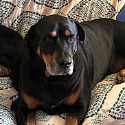 Samson is registered to the contest to win money with this photo: animal, bed, blanket, canine, chair, couch, cushion, dog, face, furniture, head, homedecor, hound, labradorretriever, linen, person, pet, puppy, quilt, sleeping