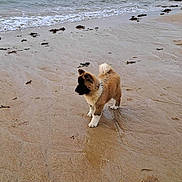 Alma participe au concours pour gagner de l'argent avec cette photo : puppy, dog, beach, sand, sea, water, waves, seaweed, wet_sand, outdoor, animal, curious, fluffy, standing, person_partial, shoreline, nature, coast, daytime, footwear