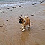 puppy, dog, beach, sand, sea, water, waves, seaweed, wet_sand, outdoor, animal, curious, fluffy, standing, person_partial, shoreline, nature, coast, daytime, footwear