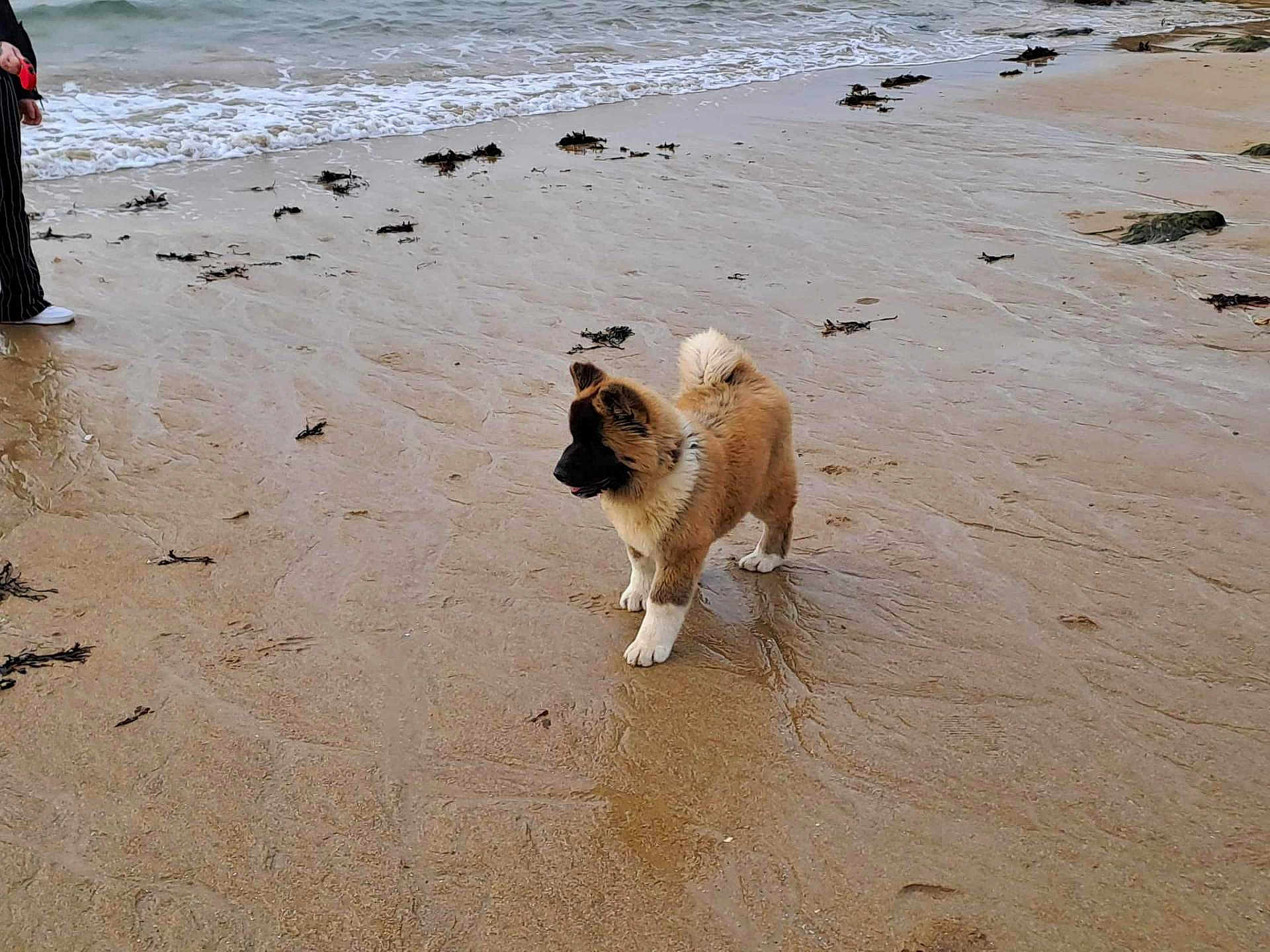 Alma participe au concours pour gagner de l'argent avec cette photo : puppy, dog, beach, sand, sea, water, waves, seaweed, wet_sand, outdoor, animal, curious, fluffy, standing, person_partial, shoreline, nature, coast, daytime, footwear