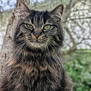 Lilou a rejoint le concours — aidez-le/la à gagner de superbes lots ! cat, tabby, fluffy, animal, pet, outdoor, nature, tree, green_eyes, whiskers, fur, portrait, closeup, mammal, wildlife, cute, feline, background_blur, alert, sitting
