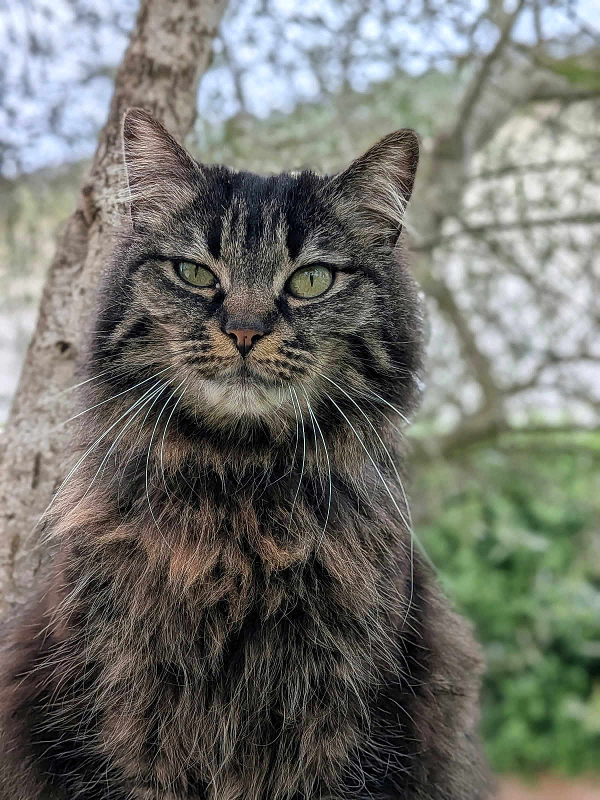 Lilou a rejoint le concours — aidez-le/la à gagner de superbes lots ! cat, tabby, fluffy, animal, pet, outdoor, nature, tree, green_eyes, whiskers, fur, portrait, closeup, mammal, wildlife, cute, feline, background_blur, alert, sitting