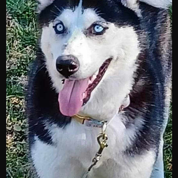 Lexi is registered to the contest to win money with this photo: animal, bird, canine, dog, eskimodog, husky, pet, puppy