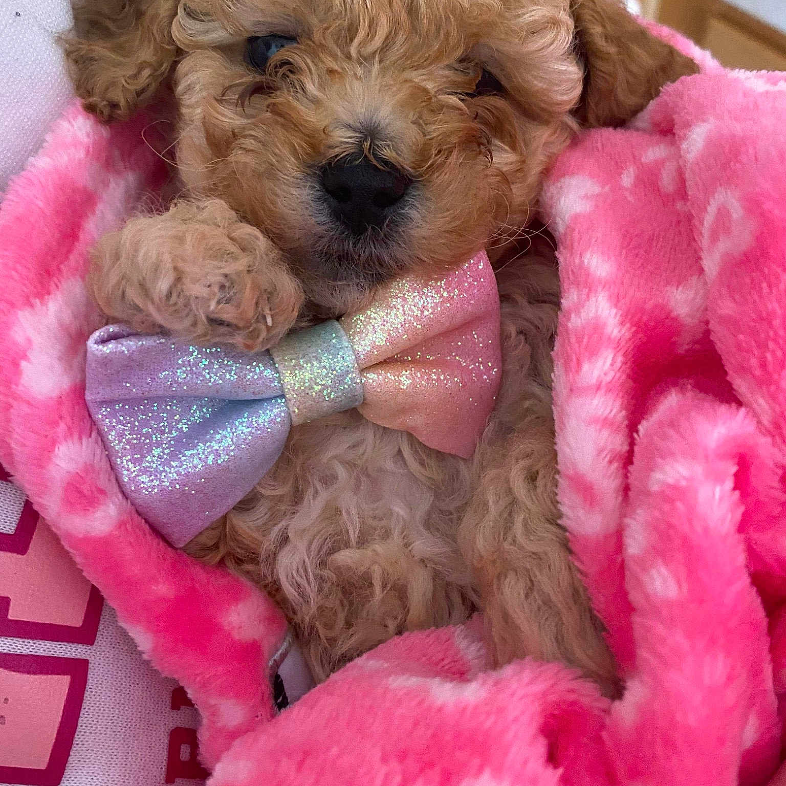 Hennessyy joined the competition — help win amazing prizes! carnivore, collar, companion_dog, dog, dog_breed, dog_clothes, dog_collar, dog_supply, fawn, magenta, pet_supply, pink, poodle, snout, sporting_group, stuffed_toy, toy, toy_dog, water_dog, working_animal
