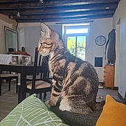 Shifu a rejoint le concours — aidez-le/la à gagner de superbes lots ! cat, chair, clock, coat, contemplative, couch, cushion, domestic_animal, furniture, home, indoor, kitten, pet, resting, side_view, sunlight, tabby, table, window, wooden_beams