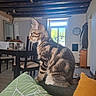 cat, chair, clock, coat, contemplative, couch, cushion, domestic_animal, furniture, home, indoor, kitten, pet, resting, side_view, sunlight, tabby, table, window, wooden_beams