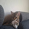 animal, cat, couch, cozy, cute, ears, fur, furniture, gray, house, indoor, kitten, paw, pet, relaxed, resting, tabby, texture, wall, whiskers