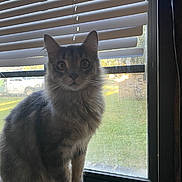 Smokey is registered to the contest to win money with this photo: cat, tabby, windowsill, window, blinds, sunlight, indoor, pet, feline, curious, gray, fur, whiskers, ears, animal, domestic, sitting, looking, daylight, house