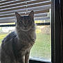 cat, tabby, windowsill, window, blinds, sunlight, indoor, pet, feline, curious, gray, fur, whiskers, ears, animal, domestic, sitting, looking, daylight, house