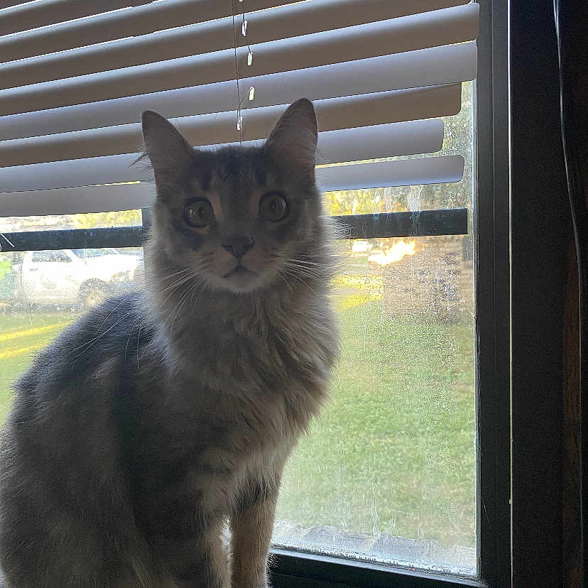 Smokey is registered to the contest to win money with this photo: animal, blinds, cat, curious, daylight, domestic, ears, feline, fur, gray, house, indoor, looking, pet, sitting, sunlight, tabby, whiskers, window, windowsill