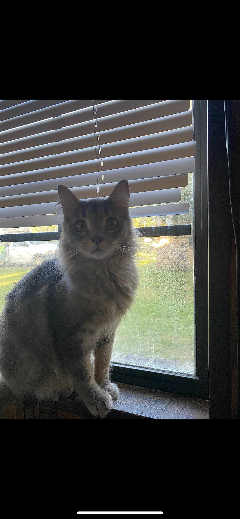 Smokey is registered to the contest to win money with this photo: cat, tabby, windowsill, window, blinds, sunlight, indoor, pet, feline, curious, gray, fur, whiskers, ears, animal, domestic, sitting, looking, daylight, house