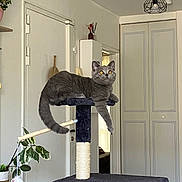 Atlas a rejoint le concours — aidez-le/la à gagner de superbes lots ! abyssinian, animal, cat, closet, corner, cupboard, diningtable, door, flower, flowerarrangement, furniture, indoors, interiordesign, kitten, pet, plant, pottedplant, shelf, table, wood