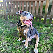 Goku joined the competition — help win amazing prizes! dog, pet, outdoor, grass, fence, harness, tongue_out, panting, happy, sitting, portrait, backyard, summer, attentive, ears, paws, collar, leash, shallow_depth_of_field, green