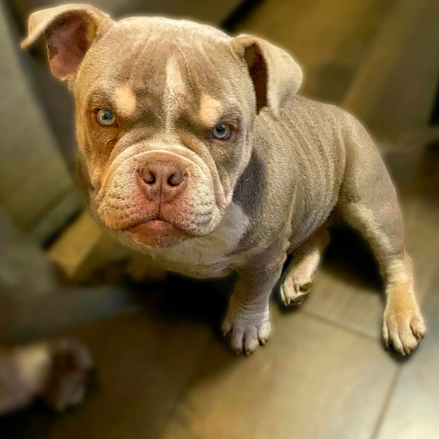 Traff is registered to the contest to win money with this photo: animal, boxer, bulldog, canine, dog, frenchbulldog, pet, pitbull, puppy, snout, terrier