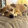 Trouble Aviles is registered to the contest to win money with this photo: dog, sleeping, pet, animal, puppy, short_hair, tan_fur, closed_eyes, black_nose, floppy_ears, lying_down, couch, cushion, blanket, indoor, home, warm_lighting, relaxed, person, cozy