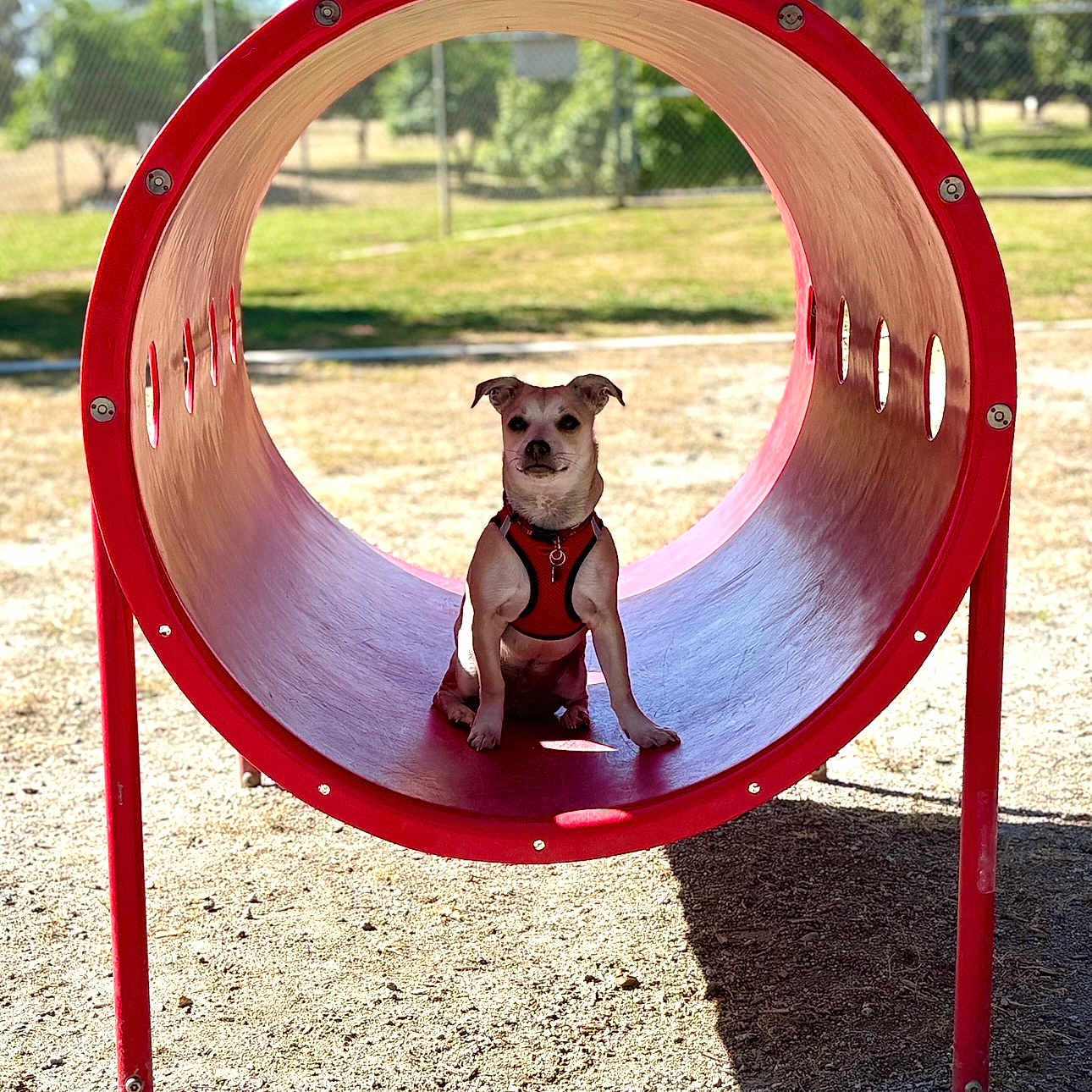 Trouble Aviles joined the competition — help win amazing prizes! dog, puppy, playground, tunnel, red_tunnel, outdoor, park, sitting, harness, small_dog, short_hair, portrait, centered_composition, sunlight, shadows, fence, grass, trees, play_equipment, sand