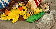 Trouble Aviles is registered to the contest to win money with this photo: dog, puppy, small_dog, pet, stuffed_animals, plush_toys, toy_dog, toy_duck, toy_bee, toy_crocodile, pet_bed, blanket, cushion, indoor, cozy, colorful, sitting, lying_down, portrait, animal_face