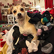 Trouble Aviles joined the competition — help win amazing prizes! dog, small_dog, tan_dog, pet, animal, portrait, sitting, wide_eyes, floppy_ears, short_hair, indoors, living_room, laundry, clothes, socks, fabric, home_decor, festive_decor, red_curtains, fireplace