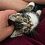 affection, animal, blue_eyes, cat, closeup, comfort, cozy, cute, domestic, fur, hand, human, indoor, kitten, maroon_clothing, petting, relaxing, tabby, whiskers, young