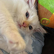 Rowan is registered to the contest to win money with this photo: animal, blue_eyes, cat, close_up, colorful_pillow, cute, denim, feline, furry, indoor, jeans, kitten, lap, paw, pet, pink_nose, resting, soft_light, whiskers, white_cat
