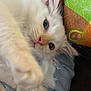 animal, blue_eyes, cat, close_up, colorful_pillow, cute, denim, feline, furry, indoor, jeans, kitten, lap, paw, pet, pink_nose, resting, soft_light, whiskers, white_cat