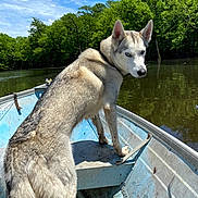 Zoey joined the competition — help win amazing prizes! dog, siberian_husky, boat, river, water, trees, nature, outdoor, blue_sky, clouds, animal, pet, fur, canine, adventure, wildlife, summer, daylight, forest, reflection