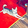 Zoey is registered to the contest to win money with this photo: dog, husky, blue_eyes, carpet, red_carpet, wooden_floor, indoor, office_chair, stretching, pet, canine, animal, furniture, flooring, relaxed, looking, ears_up, tail, household, domestic