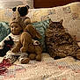 cat, tabby_cat, doll, stuffed_animal, bed, quilt, pillow, plush_toy, indoor, furniture, relaxed, sitting, fluffy, patterned, fabric, animal, pet, toy, home, cozy