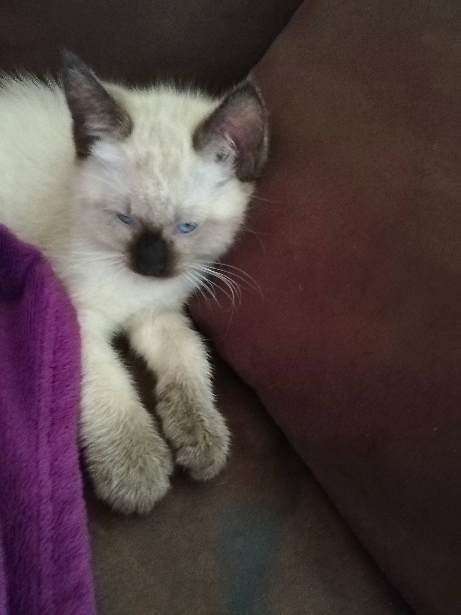 Cesar a rejoint le concours — aidez-le/la à gagner de superbes lots ! balinese, carnivore, cat, claw, comfort, domestic_short_haired_cat, eye, fawn, felidae, fur, paw, siamese, small_to_medium_sized_cats, snout, tail, terrestrial_animal, thai, whiskers