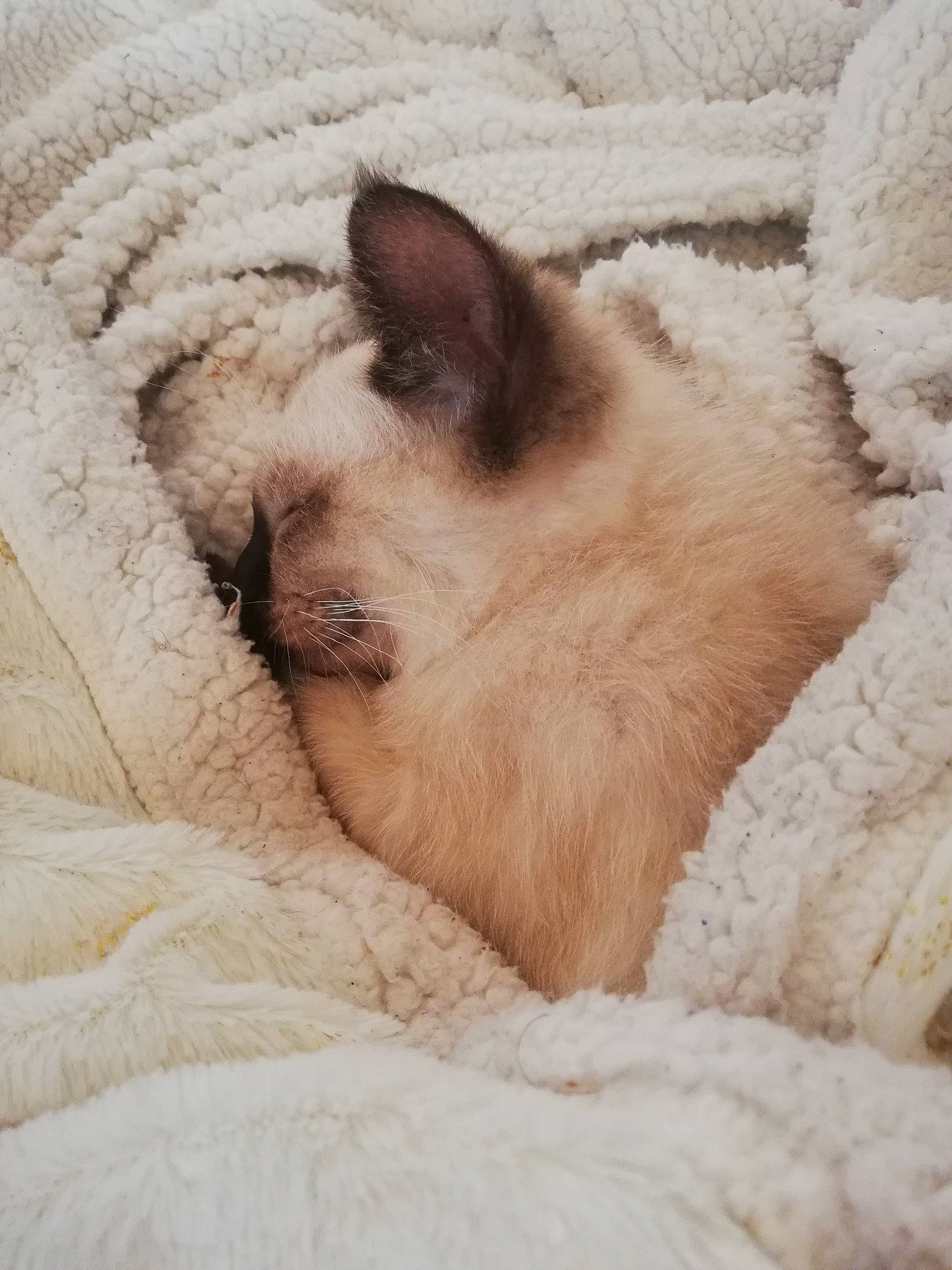 Cesar a rejoint le concours — aidez-le/la à gagner de superbes lots ! beige, canidae, carnivore, cat, comfort, companion_dog, dog_breed, fawn, felidae, foot, fur, nap, paw, siamese, sleep, small_to_medium_sized_cats, snout, sporting_group, terrestrial_animal, whiskers