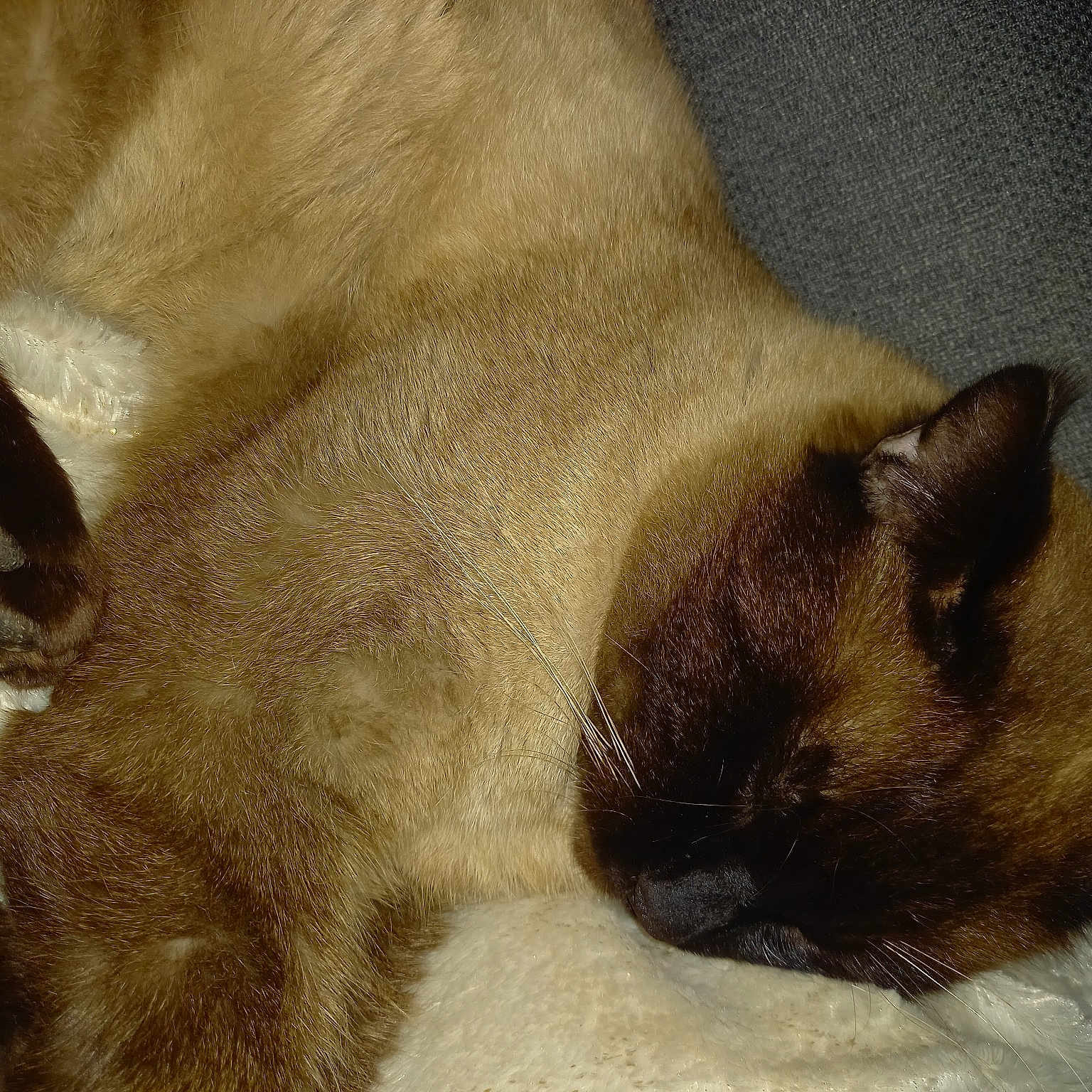 César