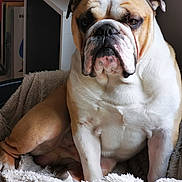 Raymond a rejoint le concours — aidez-le/la à gagner de superbes lots ! bulldog, dog, pet, indoor, blanket, furniture, cozy, resting, animal, mammal, face, wrinkles, brown, white, portrait, closeup, home, relaxed, sitting, canine