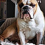 bulldog, dog, pet, indoor, blanket, furniture, cozy, resting, animal, mammal, face, wrinkles, brown, white, portrait, closeup, home, relaxed, sitting, canine