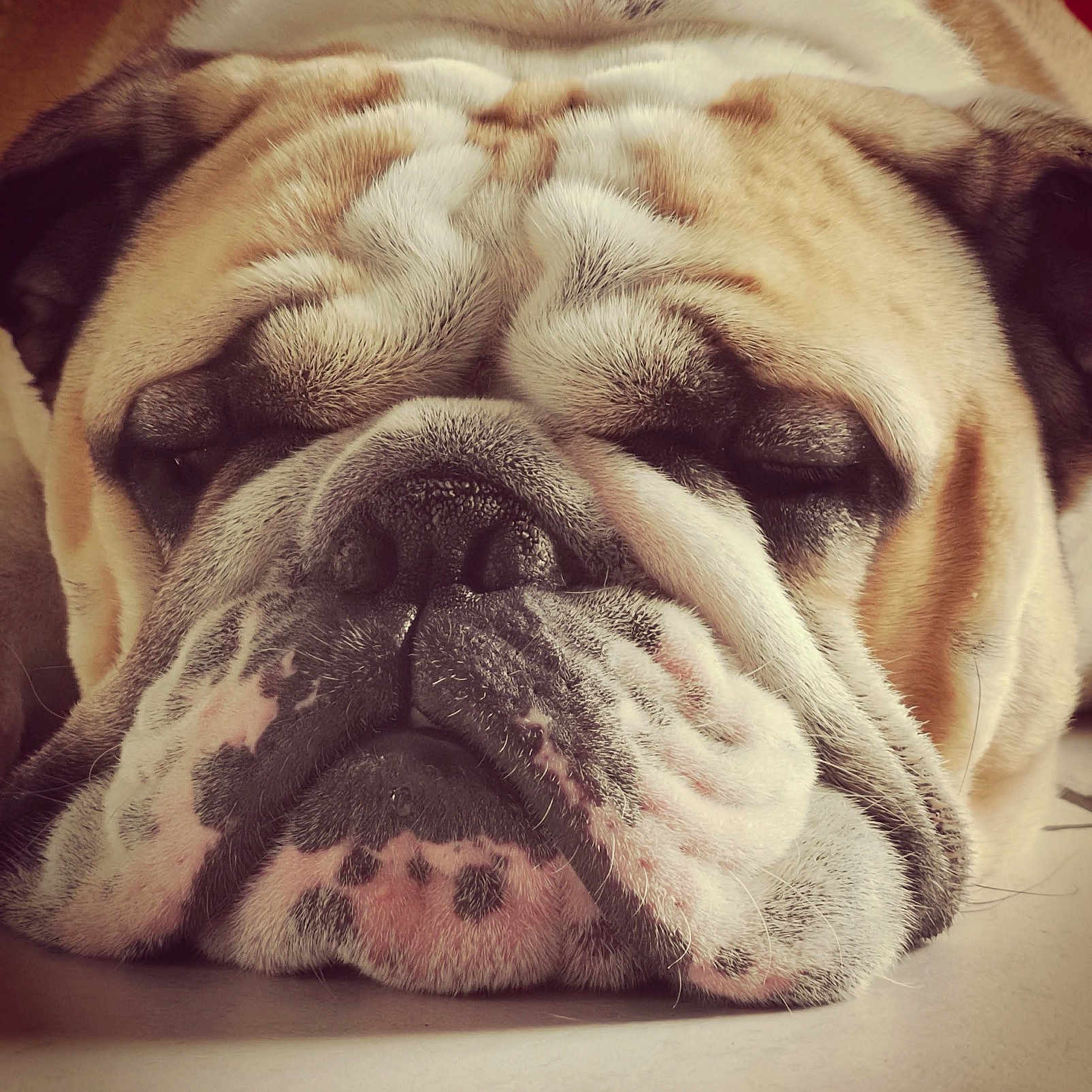 Raymond participe au concours pour gagner de l'argent avec cette photo : animal, bulldog, canine, close_up, cute, dog, domestic_animal, face, fur, indoor, muzzle, napping, pet, portrait, relaxed, resting, sleeping, spots, whiskers, wrinkles