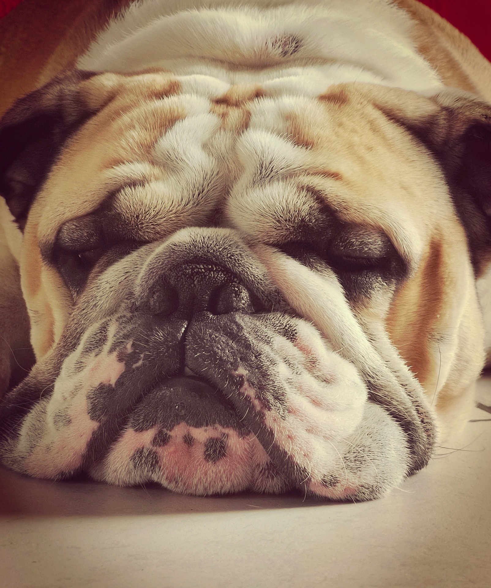 Raymond participe au concours pour gagner de l'argent avec cette photo : bulldog, dog, sleeping, close_up, wrinkles, fur, pet, animal, face, cute, relaxed, napping, spots, muzzle, whiskers, domestic_animal, canine, portrait, resting, indoor