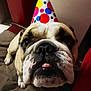 Raymond participe au concours pour gagner de l'argent avec cette photo : bulldog, dog, party_hat, close_up, indoor, pet, animal, brown_cushion, cute, face, tongue, polka_dots, colorful, resting, companion, domestic_animal, looking_up, soft_texture, funny_expression, celebration