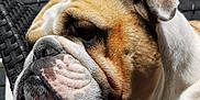 Raymond participe au concours pour gagner de l'argent avec cette photo : bulldog, dog, pet, resting, chair, woven_chair, close_up, wrinkles, face, ears, outdoor, brick_wall, texture, brown, white, fur, animal, portrait, calm, sunlight