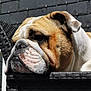 bulldog, dog, pet, resting, chair, woven_chair, close_up, wrinkles, face, ears, outdoor, brick_wall, texture, brown, white, fur, animal, portrait, calm, sunlight