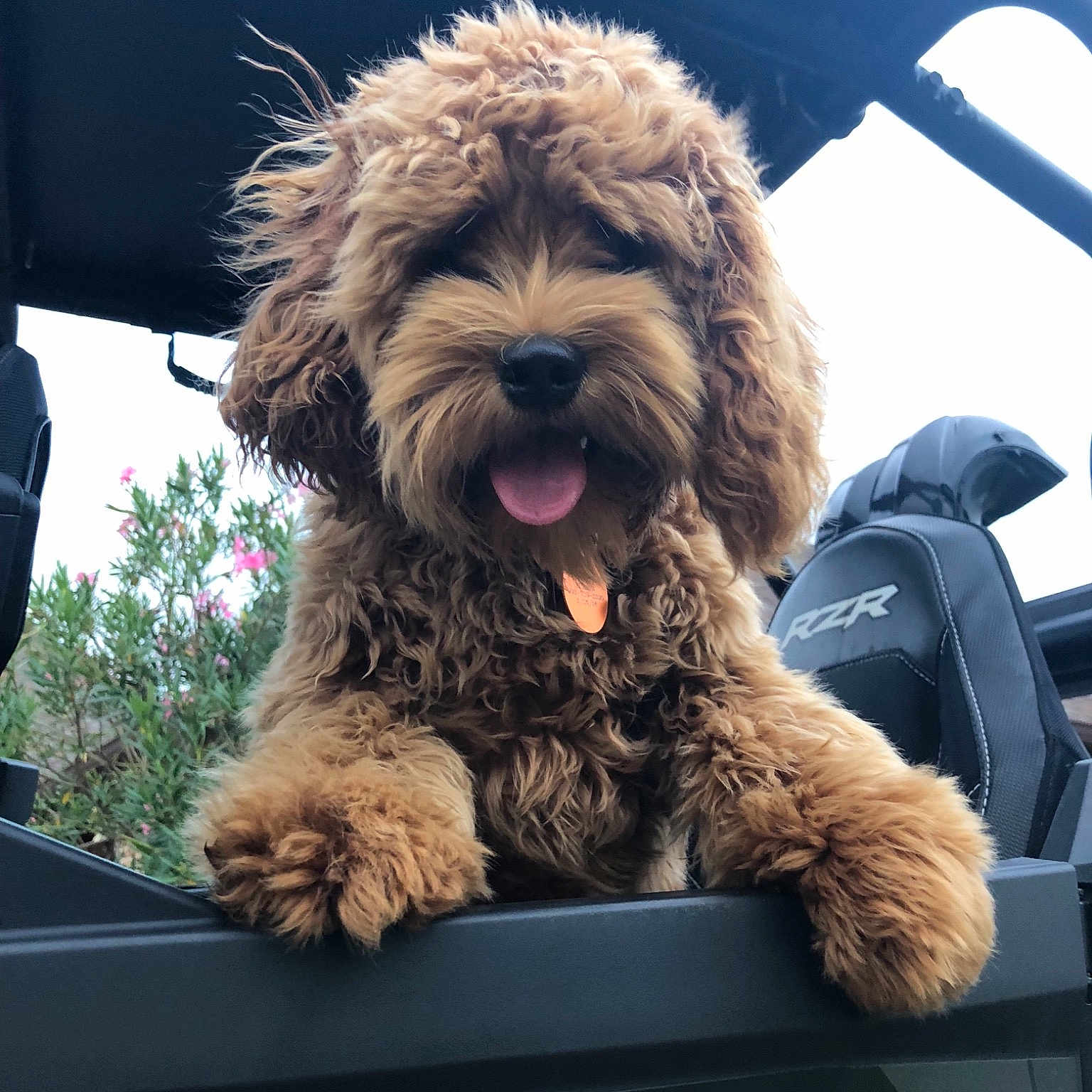Teddie joined the competition — help win amazing prizes! bolonka, canidae, carnivore, cavapoo, cockapoo, companion_dog, dog, dog_breed, goldendoodle, labradoodle, maltepoo, mammal, non_sporting_group, poodle_crossbreed, puppy, rare_breed_dog, schnoodle, sporting_group, terrier, vertebrate
