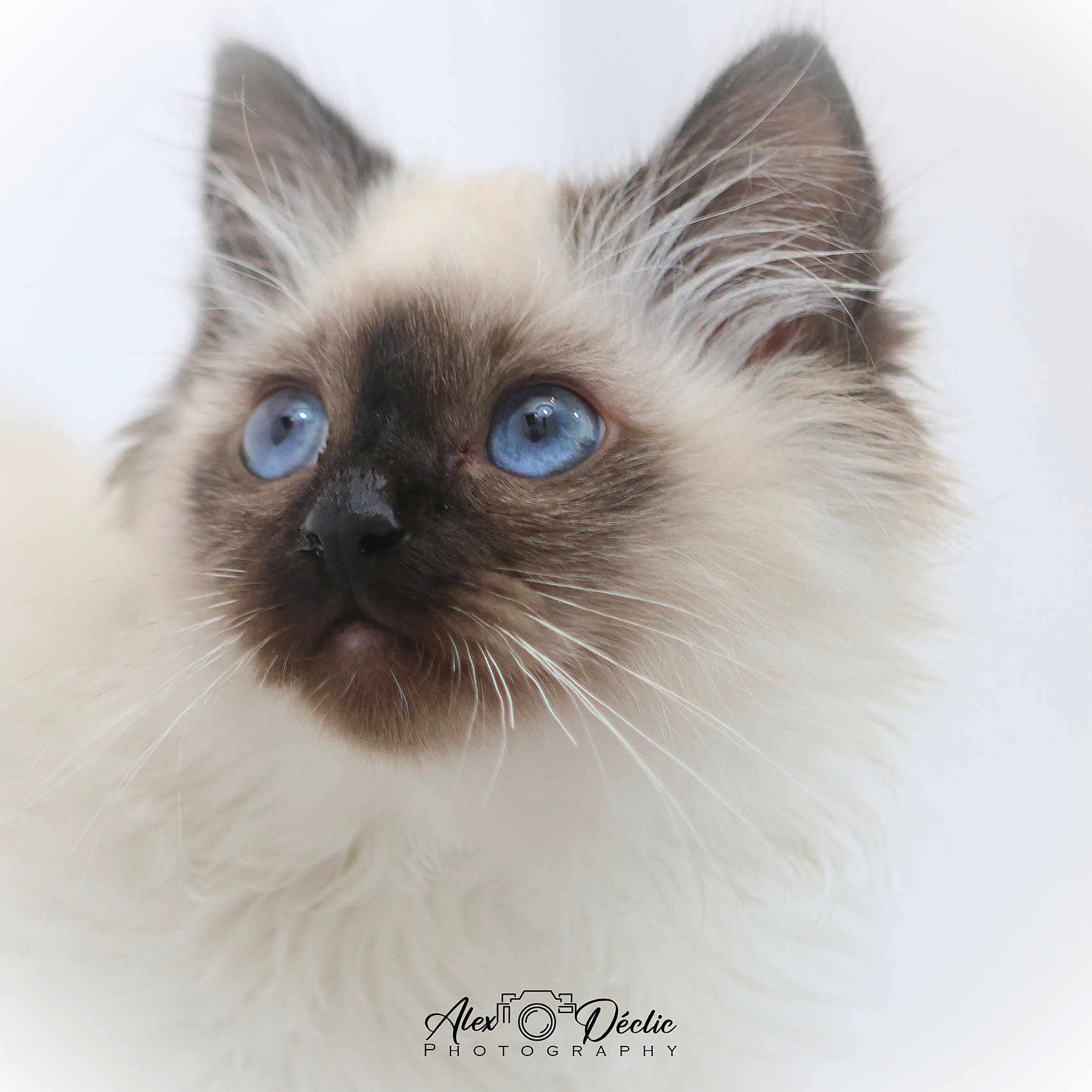 June a rejoint le concours — aidez-le/la à gagner de superbes lots ! angora, animal, cat, kitten, manx, pet, siamese