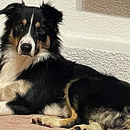 Ulko participe au concours pour gagner de l'argent avec cette photo : dog, canine, lying_down, black_fur, white_fur, tan_fur, pet, indoor, wall, floor, fur, animal, mammal, looking, resting, paw, ears, alert, companion, domestic