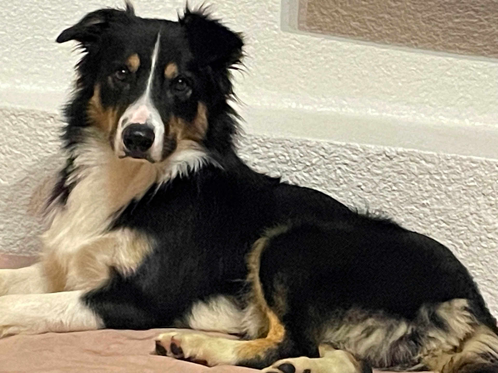 Ulko participe au concours pour gagner de l'argent avec cette photo : dog, canine, lying_down, black_fur, white_fur, tan_fur, pet, indoor, wall, floor, fur, animal, mammal, looking, resting, paw, ears, alert, companion, domestic