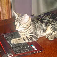 Cacahuète participe au concours pour gagner de l'argent avec cette photo : cat, tabby, laptop, keyboard, indoor, pet_bed, wooden_table, curious, striped_fur, paw, technology, computer, domestic_cat, feline, home, floor, radiator, curtains, electronic_device, table