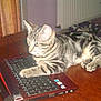cat, tabby, laptop, keyboard, indoor, pet_bed, wooden_table, curious, striped_fur, paw, technology, computer, domestic_cat, feline, home, floor, radiator, curtains, electronic_device, table